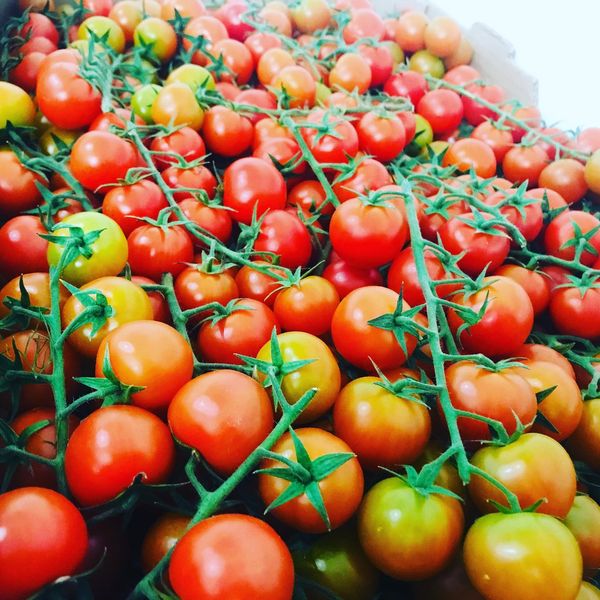 Tomatoes from Morocco supplied by Frêlug - Turning Red Fresh Tomato