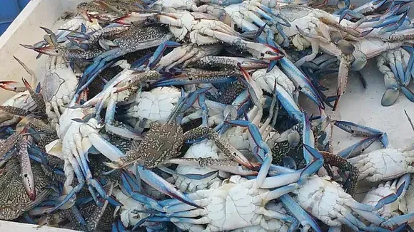 Frozen Soft Shell Crab from 방글라데시 supplied by Cox's Bazar Sea Foods - Soft Shell 냉동 게