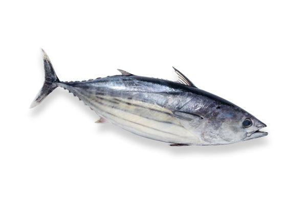 Tuna from Portugal supplied by Luis Silverio e Filhos SA - With Bone Tuna