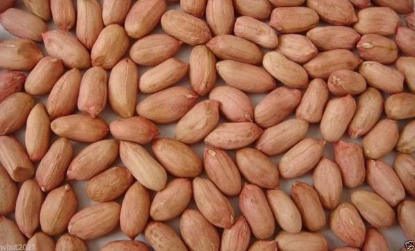 Peanut from 에티오피아 supplied by Desalegn Biresaw Importer & Exporter - Organic 생땅콩