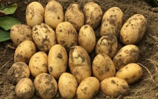 Potato from 벨기에 supplied by Binst - Premiere 신선 일반 감자