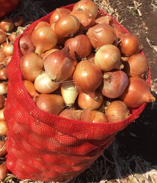 Onion from Turkiye supplied by Asy Naturel - As per customer's request Fresh Onion