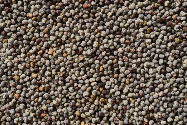 Poppy Seed from Czechia supplied by Zlaty - As per customer's request Poppy Seed