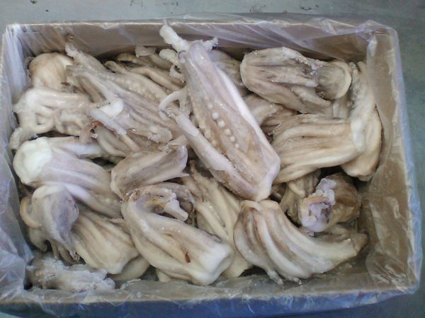 Squid from Spain supplied by Mundifres SA - Whole Frozen Squid