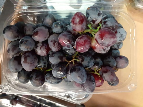Table Grape from 스페인 supplied by Agrorizao - 생식용 포도 신선 포도