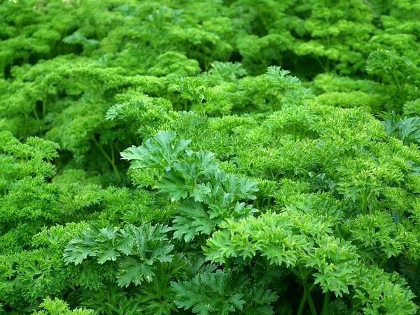 Flat parsley from Kenya supplied by Ad-Lib Limited - Conventional Aromatic Herbs