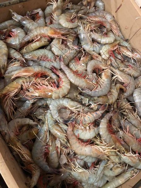 Shrimp from 미국 supplied by Gulf Crown Seafood, Inc. - Shell On (=Unpeeled) 신선 새우