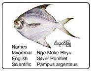 Pomfret from 미얀마 [버마] supplied by Chan Myae Yoma Company Limited - Chinese Pomfret (=Pampus chinensis) 냉동 폼프레트