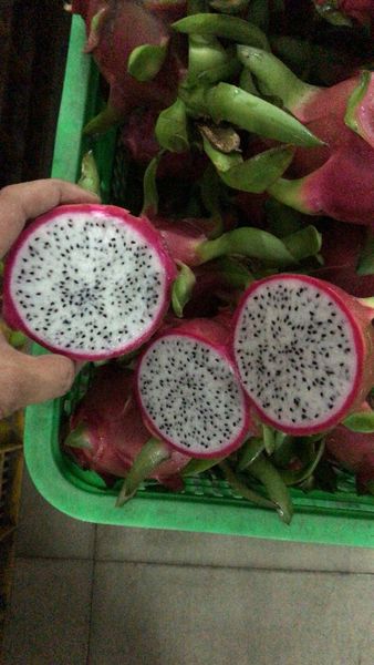 Dragon Fruit from 베트남 supplied by Sapo Daklak Co., Ltd - Small (230-330 g) 신선 용과
