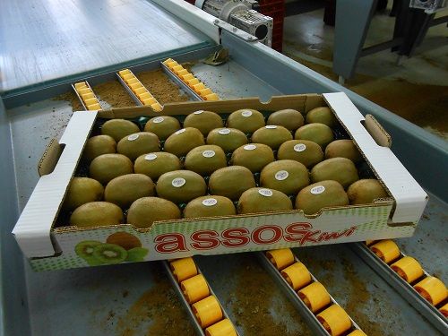 Fresh Whole Kiwifruit from Greece supplied by AGRICULTURAL COOP. OF ASSOS - Green Kiwi (=Zespri Green) Fresh Kiwifruit