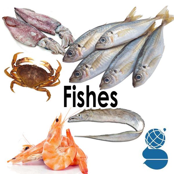 fishes from 인도 supplied by Gibs International - Fresh (=Chilled) 기타