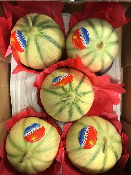Fresh Melon from 미국 supplied by Jack Scalisi Wholesale Fruit & Produce - Round 신선 멜론(머스크 멜론)