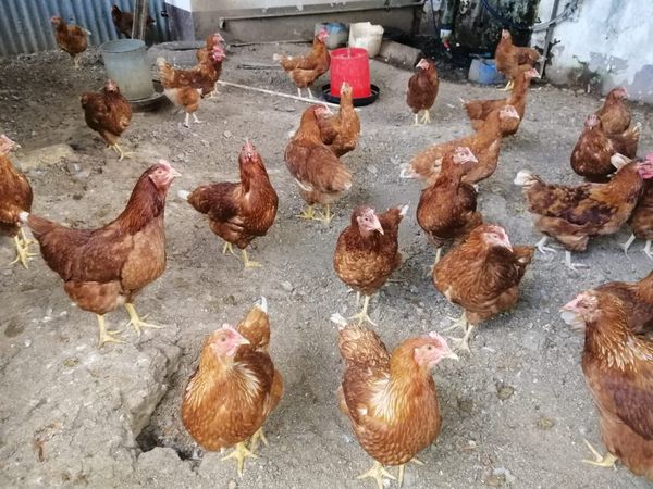 Fresh Chicken from Mauritius supplied by H. K. & D. NANDEE CO LTD - With Skin (=Skin On) Frozen Whole Chicken
