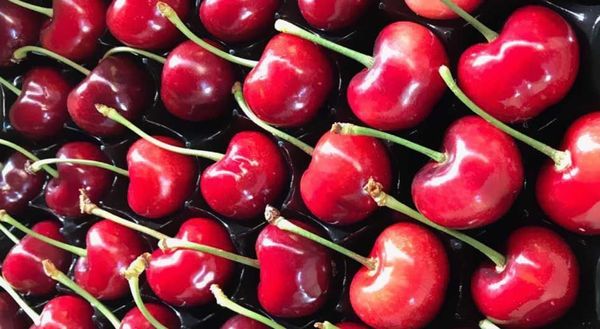 Fresh Whole Cherry from Spain supplied by SAT.FRUITA D'ALCARRAS 1268CAT - OP391 - Sweet Cherry - Sumele (Satin) Fresh Sweet Cherry