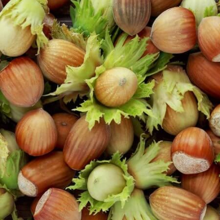 Hazelnut from Italy supplied by Castagne online - With Leaf Raw Hazelnut
