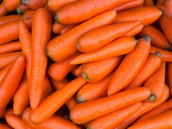 Fresh Carrot from 벨기에 supplied by Top Harvest - Whole 신선 당근