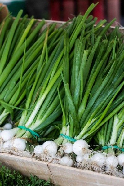 Spring Onion from 이집트 supplied by NORICA - Whole 신선 봄양파
