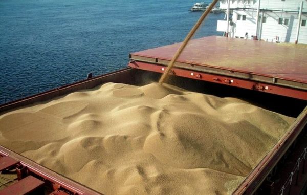 Wheat from 러시아 supplied by LLC GSKSM - White 소맥