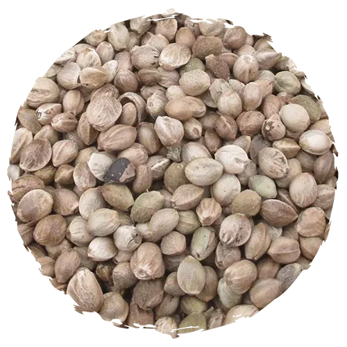 Organic Hemp Seed from 독일 supplied by HANF FARM GmbH - Oil 대마 씨