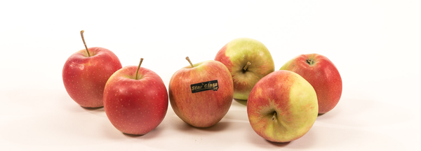 Apple from Belgium supplied by Primamundo - Mixed Fresh Apple