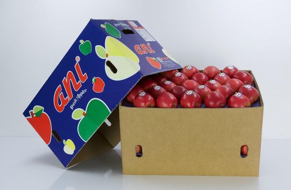 Apple from 튀르키예 supplied by Anı Tarım Fresh Fruits - Red Delicious - King (=Roat) 신선 사과