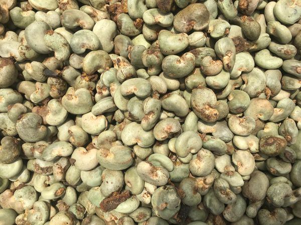 Raw Cashew Nuts from Ghana supplied by Gezel Global Limited - Whole Raw Cashew Nut
