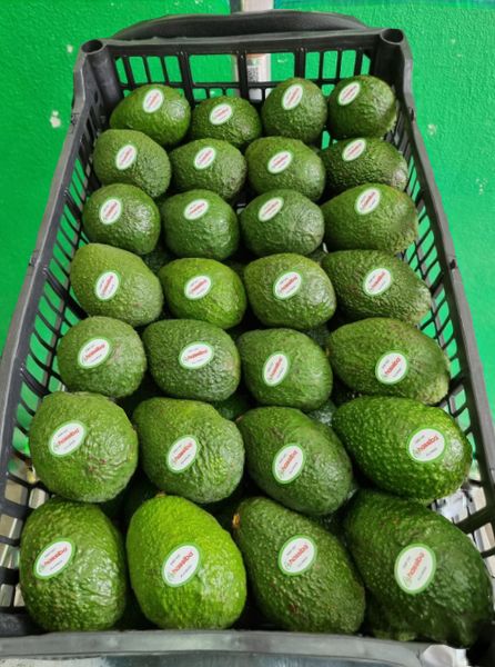 Avocado from 멕시코 supplied by Hassiba S.A. de C.V. - Whole & Broken 신선 아보카도