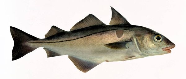Fresh Haddock from 노르웨이 supplied by HAVFISK ASA - Skin On 냉동 해덕