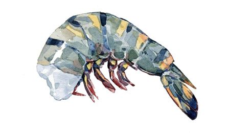 Shrimp from 벨기에 supplied by Thalassa Seafoods - Frozen - IQF 냉동 새우