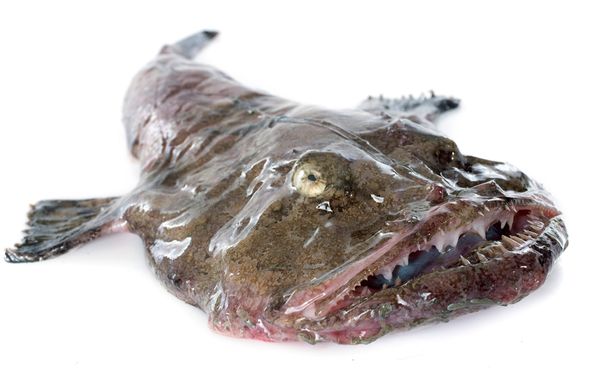 Monkfish from 영국 supplied by OCEAN FISH CO - Boneless (=Without Bone=Deboned) 냉동 아귀