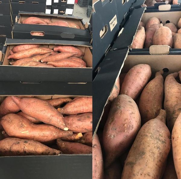 Fresh Whole Sweet Potato from 이집트 supplied by FARMGISTIC CO. - Purple Skin 고구마