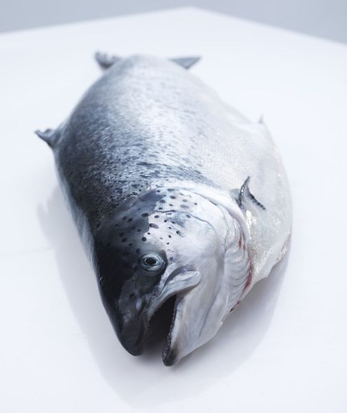 Fresh Salmon from Norway supplied by Jandis Seafood - Head Salmon