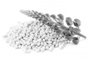Lupins from 독일 supplied by Evergrain GmbH & Co. KG - Conventional 루핀