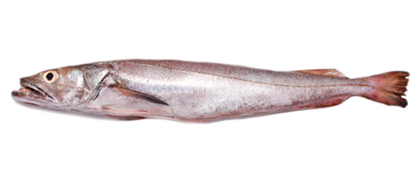 Fresh Hake from 포르투갈 supplied by Peixovar - Fish Trade, Lda - Whole (=In The Round) 냉동 헤이크