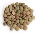 Whole Green Lentil from Canada supplied by Jockel Trade and Processing Ltd - Dried (=Dehydrated) Dried Lentil