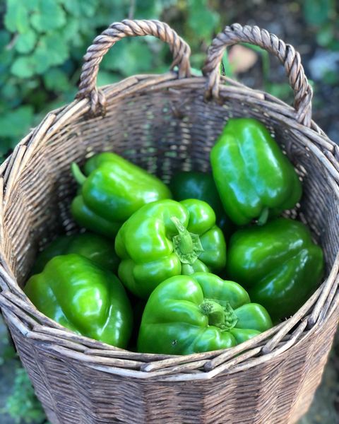 Bell pepper from 스위스 supplied by Stalder - Trutigen - Green 신선 피망