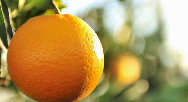 Oranges from 남아프리카공화국 supplied by San Lucar - 주황색 신선 오렌지