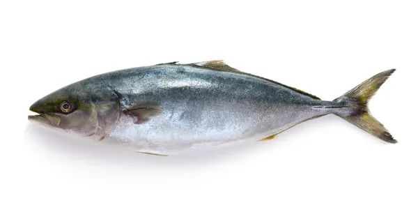 Frozen Tuna from Bangladesh supplied by H&K International - Land Frozen Tuna