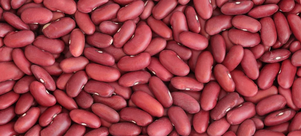 Red Bean from Argentina supplied by LG Food S.R.L. - Whole Sweet Red Beans