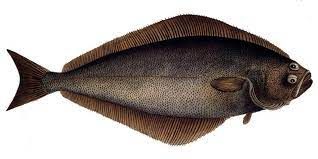 Fresh Halibut from 노르웨이 supplied by Ramoen AS - Greenland Halibut (=Reinhardtius hippoglossoides =Greenland Turbot =Black Halibut =Blue Halibut =Lesser Halibut) 냉동 준치