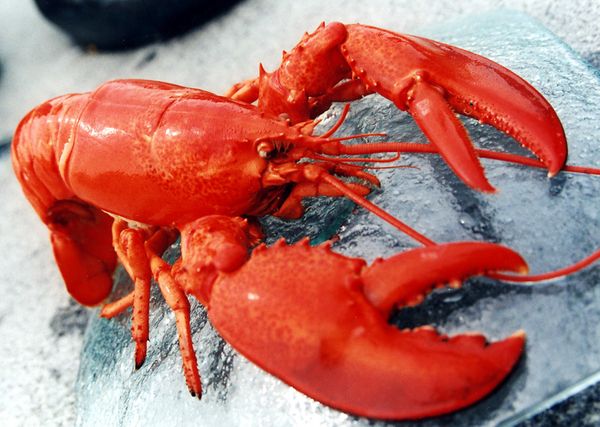 Lobster from Norway supplied by NFOOD AS - Whole Fresh Common Lobster