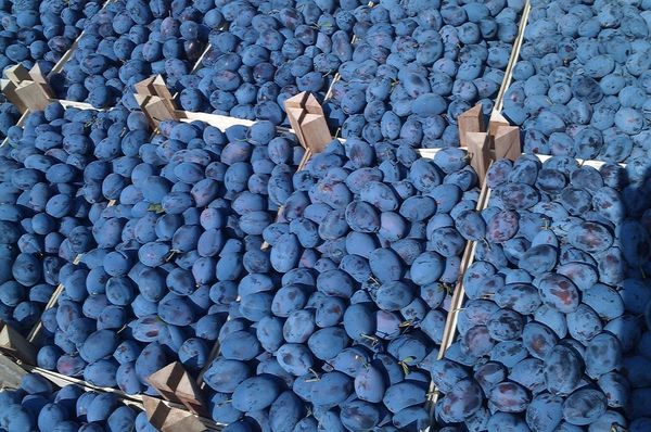 Plum Stanley from 마케도니아 supplied by JON-FRUIT dooel - deep violet blue colored 신선 자두
