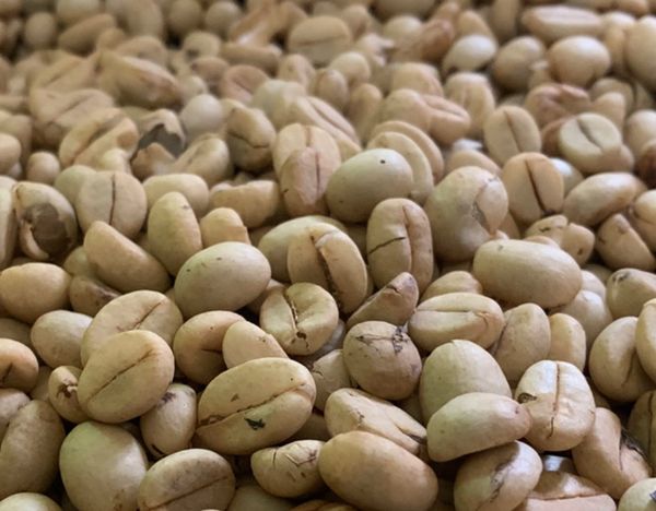 Coffee Bean from Democratic Republic of the Congo supplied by Tsongo Kasereka - Unwashed (=Natural=Dry Process) Raw Common Coffee Bean