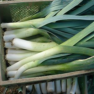 Fresh Leek from Germany supplied by STOCKNER - Green Leek