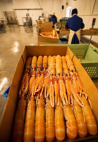 Langoustine from 영국 supplied by Barratlantic Ltd - Whole 냉동 새우