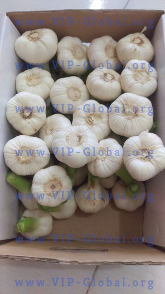 Fresh Garlic from 이란 supplied by Vista Idea Persian - Conventional 신선 마늘