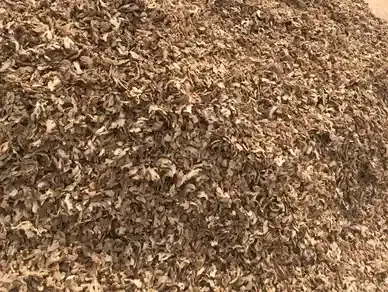 Fresh Ginger & Sun Dried from 나이지리아 supplied by Chairman Export Company - 탈수 통생강