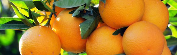 Orange from 튀르키예 supplied by Menas Citrus - 주황색 신선 오렌지