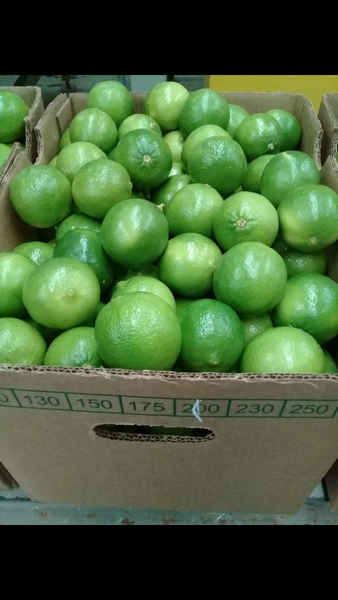 Fresh Lime from 멕시코 supplied by Noroeste Produce - Conventional 신선 라임