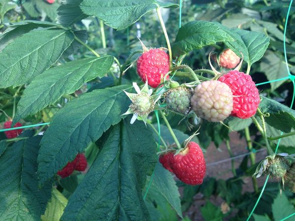 Raspberry from 스페인 supplied by Green Valley Berries - Kweli 신선 라즈베리